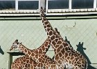 20030322410 blijdorp giraffes 2